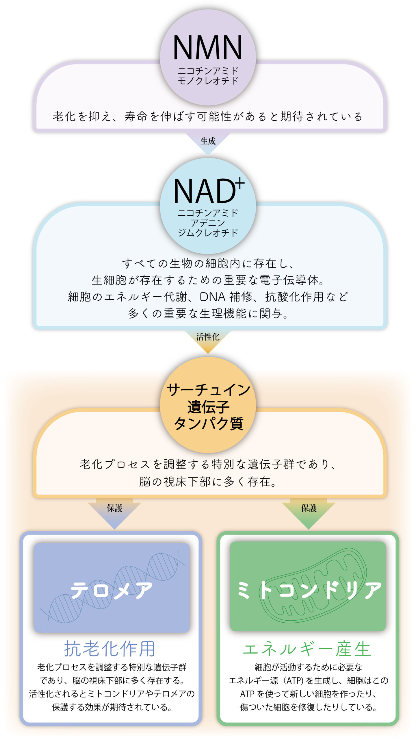 nmn 効果 なし